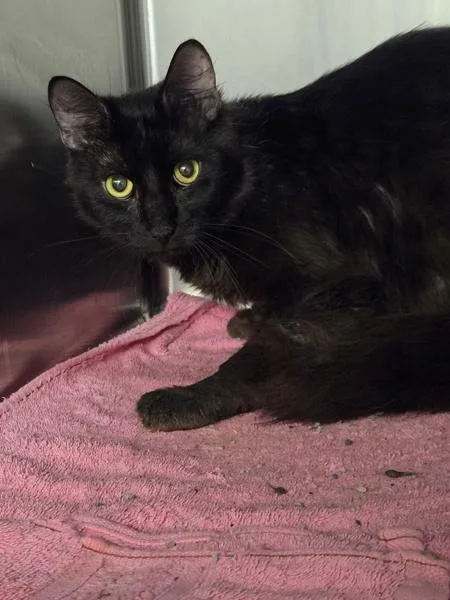 A young medium-sized male Domestic Medium Hair cat named Allen for adoption in Millersville, MD