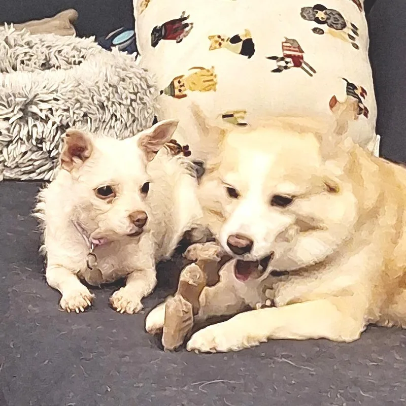 An adult small-sized female White / Cream Chihuahua dog named Quinn for adoption in Flower Mound, TX