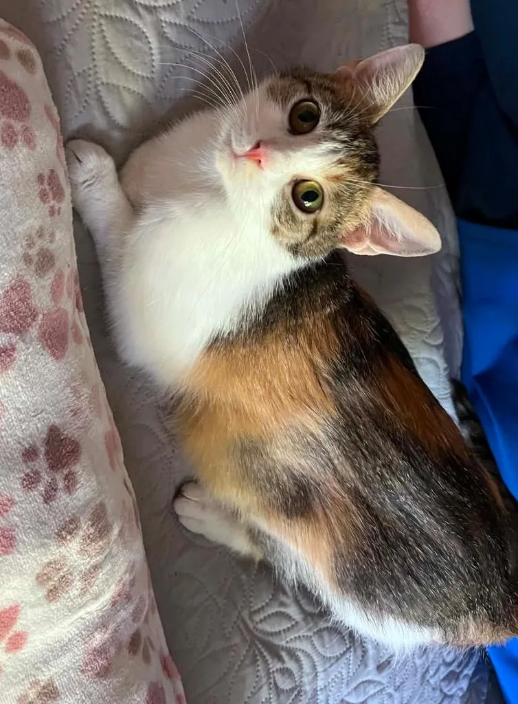 A young medium-sized female Domestic Short Hair cat named Charlotte for adoption in Fond Du Lac, WI