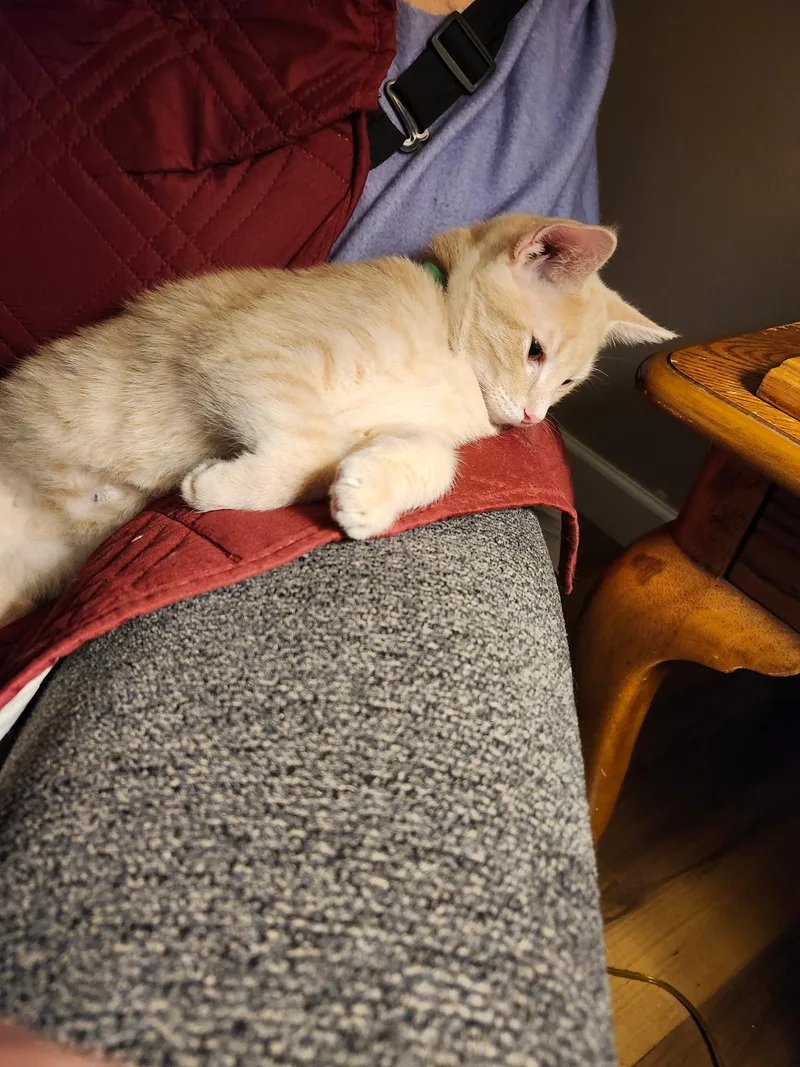 A baby medium-sized male Buff / Tan / Fawn Domestic Short Hair cat named Ozzy for adoption in Shippenville, PA