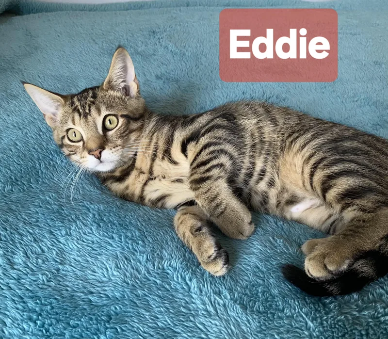 A young small-sized male Tabby (Brown / Chocolate) Domestic Short Hair cat named Eddie & Spice for adoption in Mechanicsburg, PA