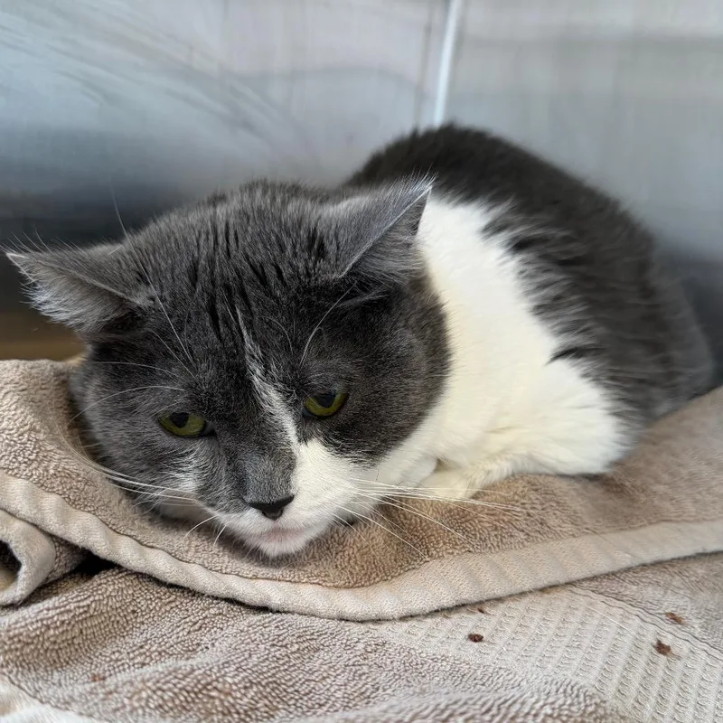 An adult large-sized female Gray / Blue / Silver Domestic Short Hair cat named Sally for adoption in Hamburg, NY