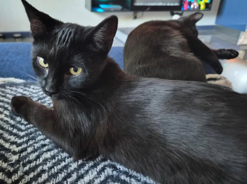 A baby medium-sized female Black Domestic Short Hair cat named Ash for adoption in San Jose, CA