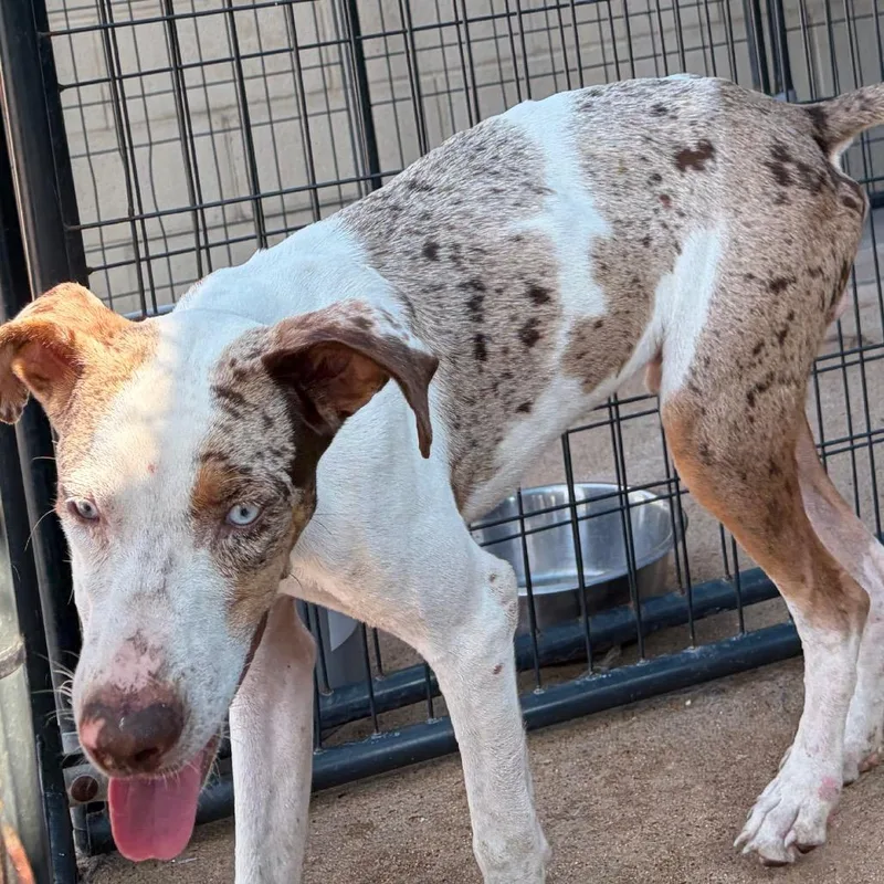 A young medium-sized male White / Cream Mixed Breed dog named John Wayne for adoption in Lake Jackson, TX