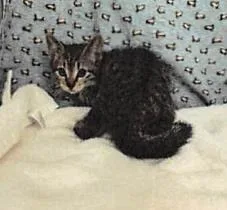 A baby small-sized male Domestic Short Hair cat named Bean for adoption in Largo, FL