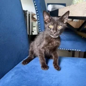 A baby medium-sized male Domestic Short Hair cat named Shadow for adoption in atlanta, GA
