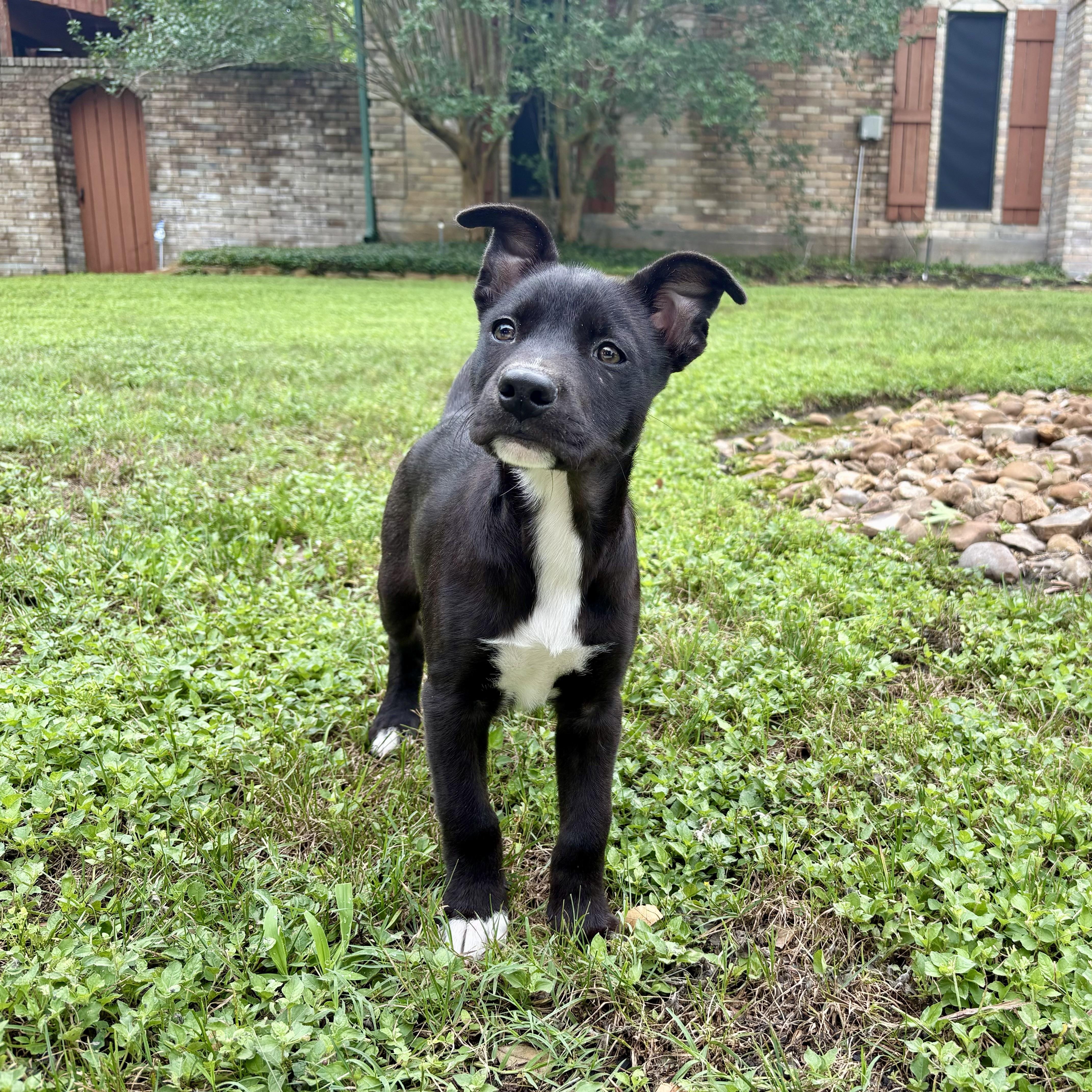 A baby small-sized female Black Labrador Retriever dog named Lain for adoption in Houston, TX