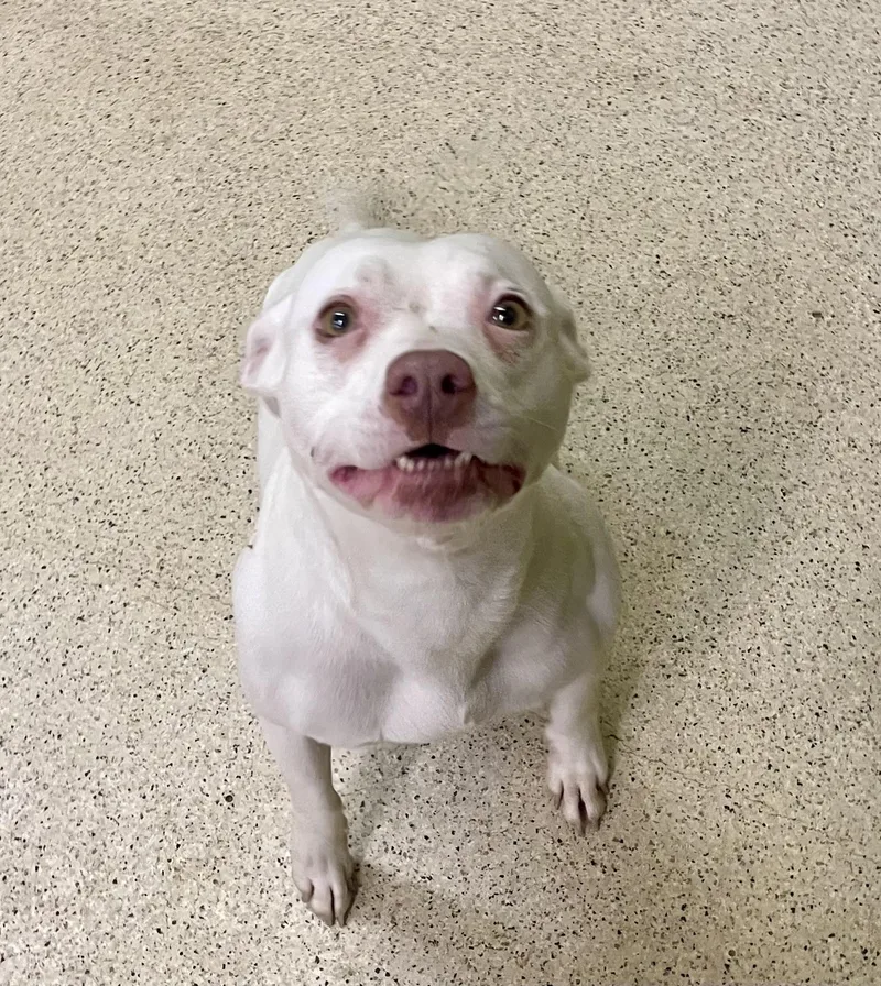 Suki