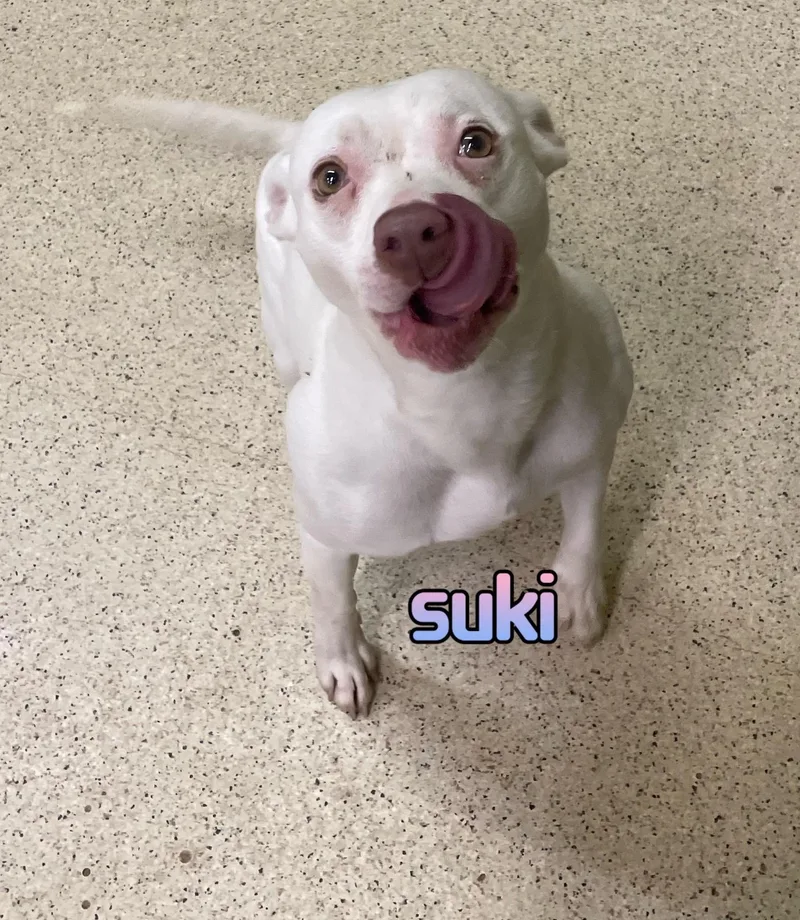 Suki thumbnail 2