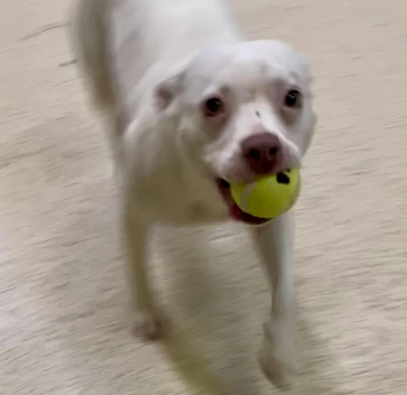 Suki thumbnail 3