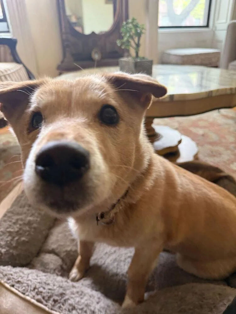 An adult medium-sized female Tricolor (Brown, Black, & White) Corgi dog named Numi for adoption in Long Island City, NY