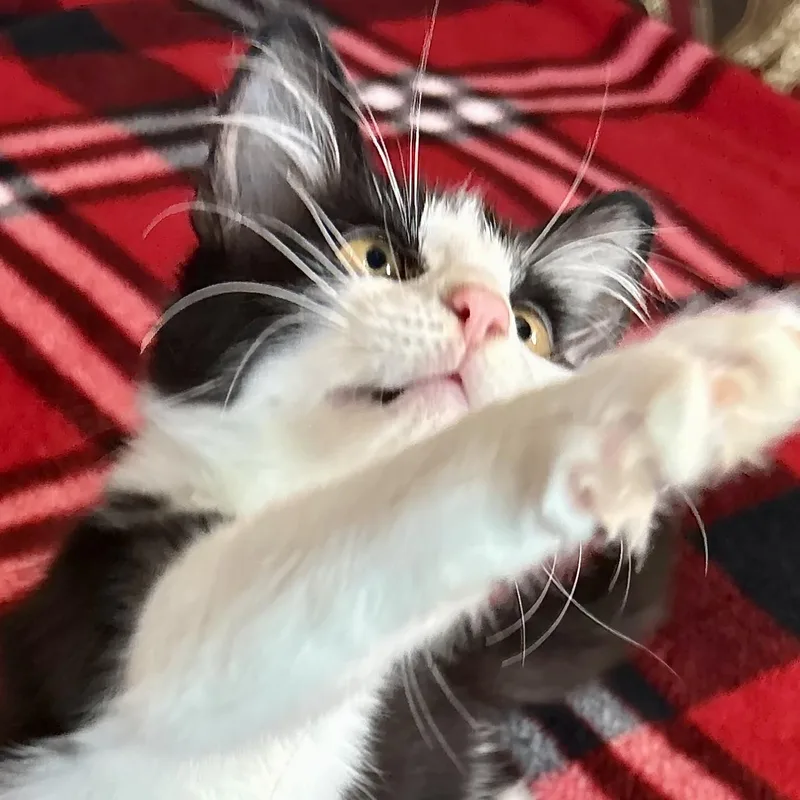 A baby small-sized female Black & White / Tuxedo Domestic Medium Hair cat named Denai for adoption in Liverpool, TX