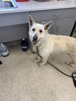 An adult extra large-sized male Mixed Breed dog named Twix for adoption in Lafayette, IN