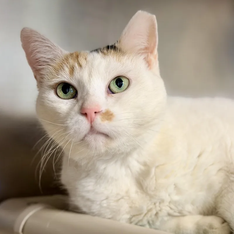 A senior medium-sized female Calico Domestic Short Hair cat named Bella for adoption in Manahawkin, NJ