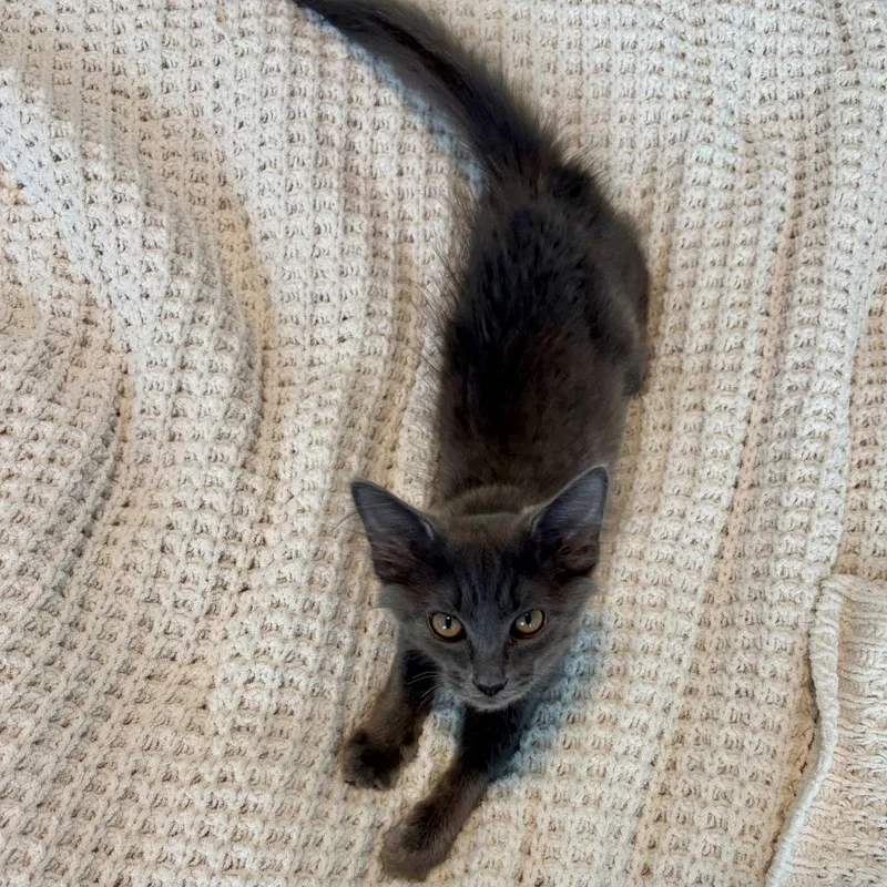 A baby medium-sized male Gray / Blue / Silver Domestic Medium Hair cat named Smokey for adoption in Norwood, OH