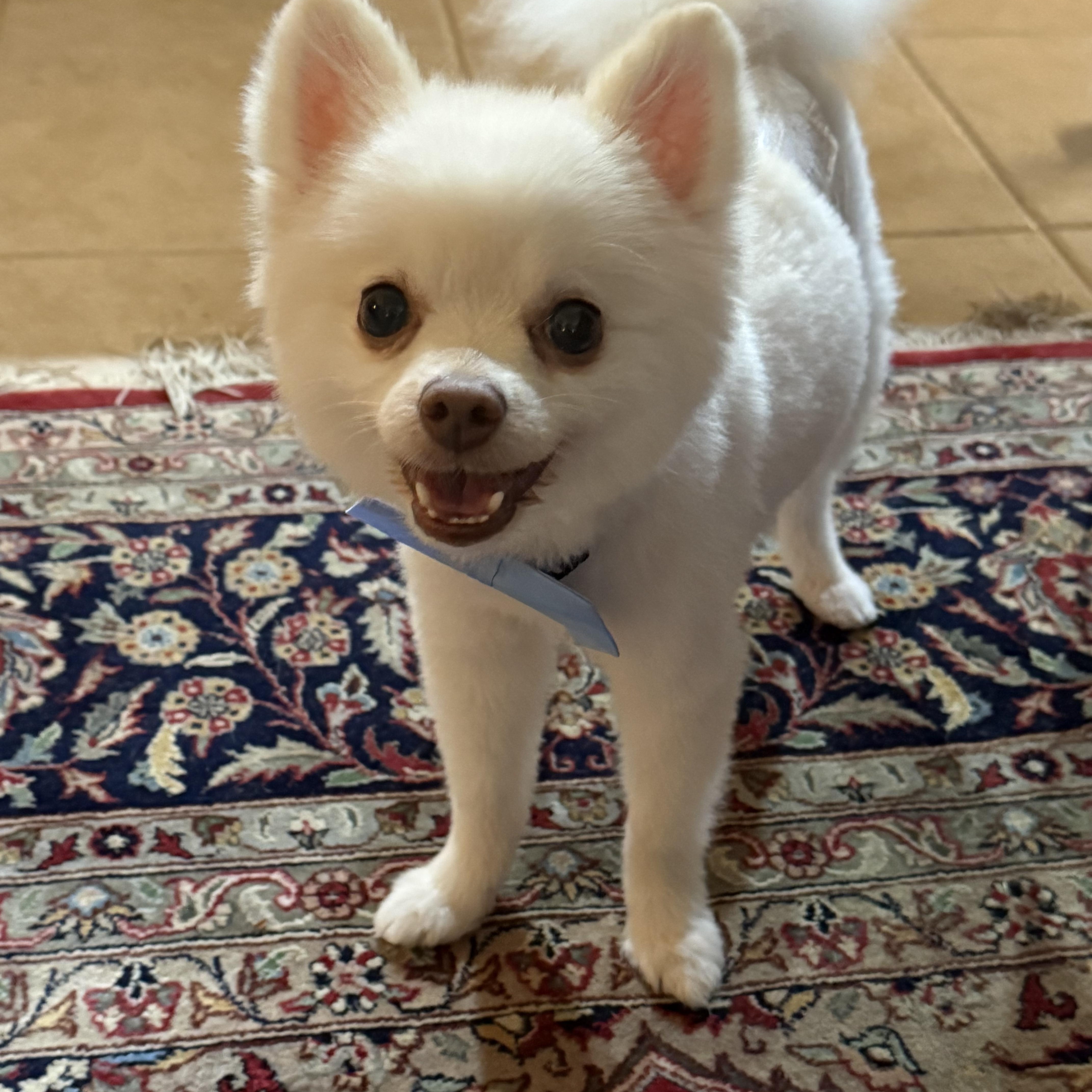 A young small-sized male Pomeranian dog named Bentley for adoption in Bradenton, FL