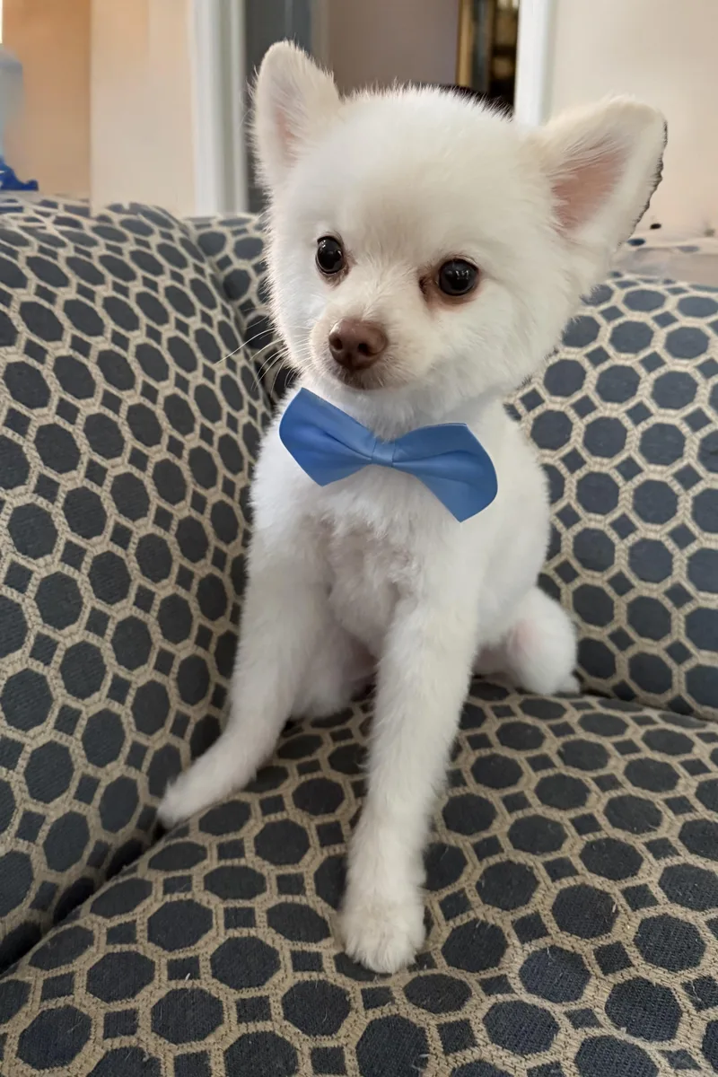 Bentley thumbnail 3