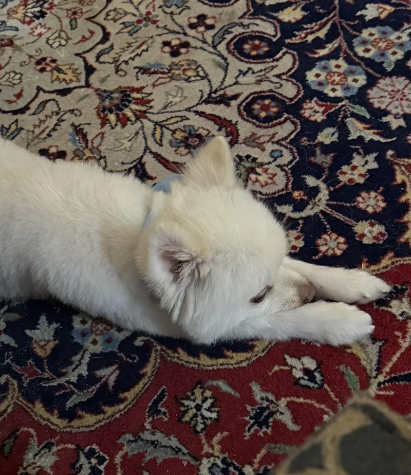 Bentley thumbnail 5