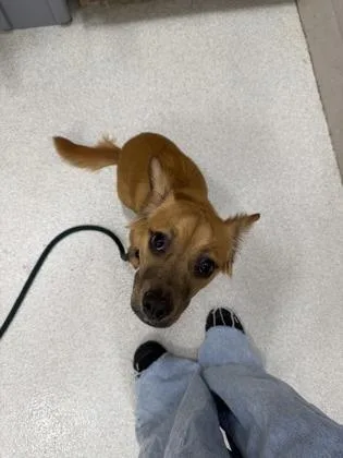 A young small-sized female Mixed Breed dog named Rose for adoption in Honolulu, HI