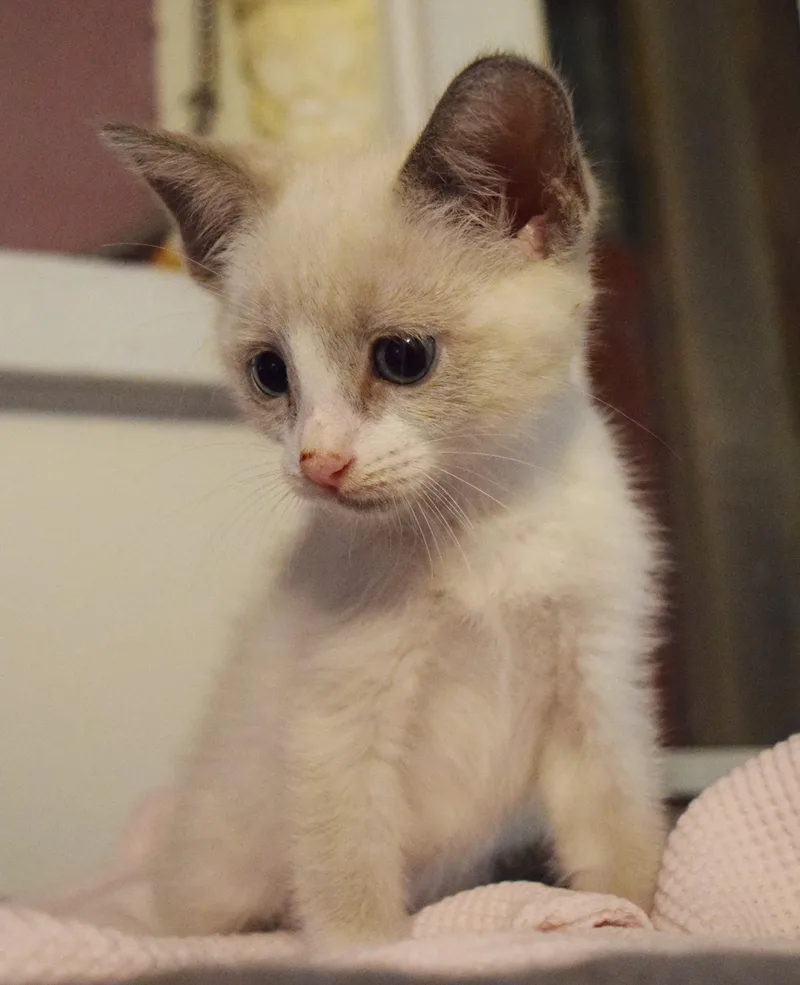 A baby medium-sized male Siamese cat named Elton for adoption in Bulverde, TX