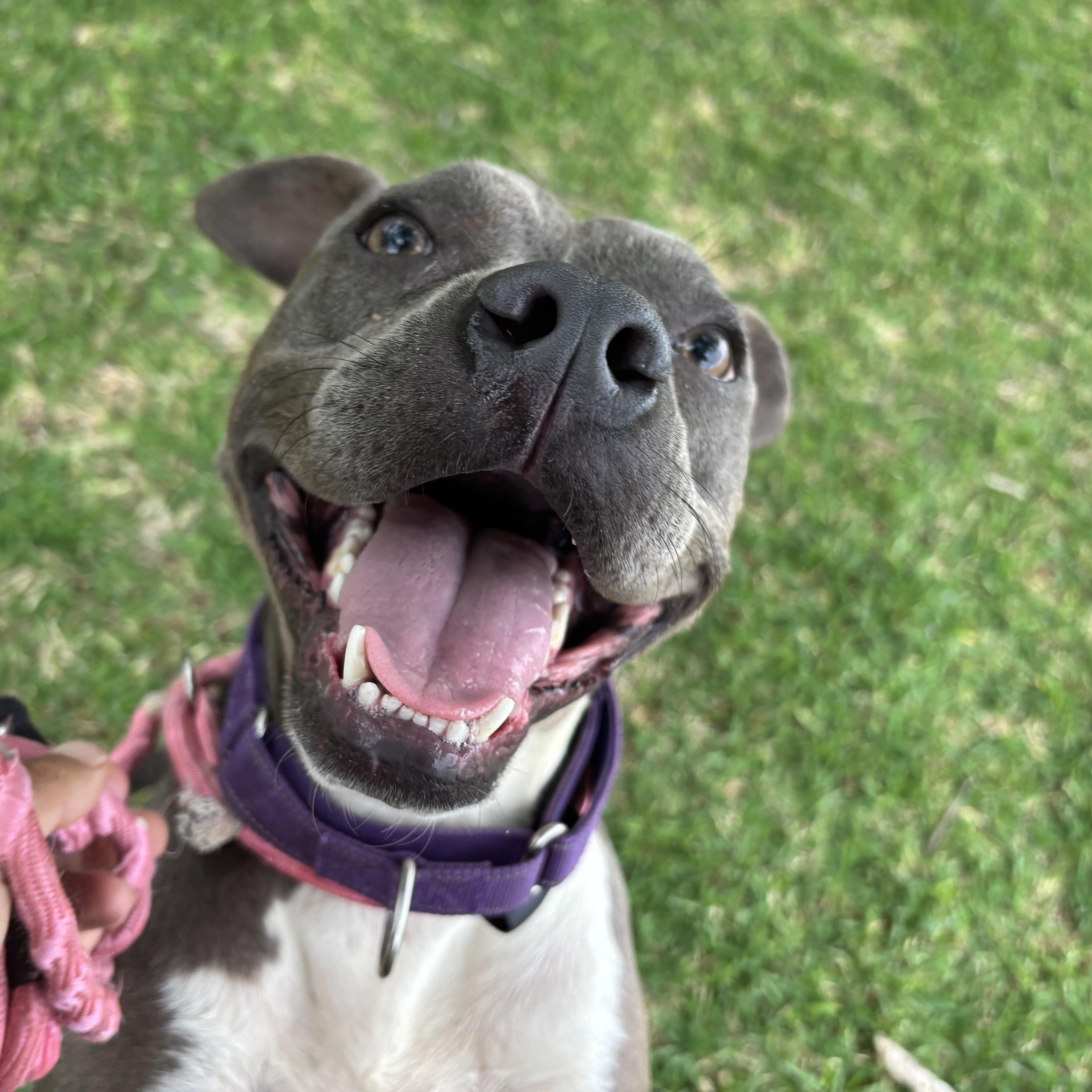 A young medium-sized female Pit Bull Terrier dog named Piper for adoption in Pearland, TX
