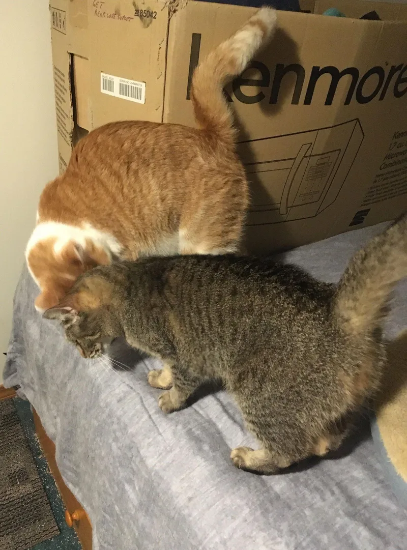 Shelley Bonded With Buttercup