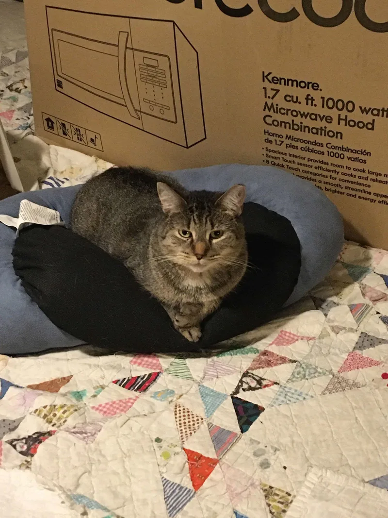 Shelley Bonded With Buttercup thumbnail 2