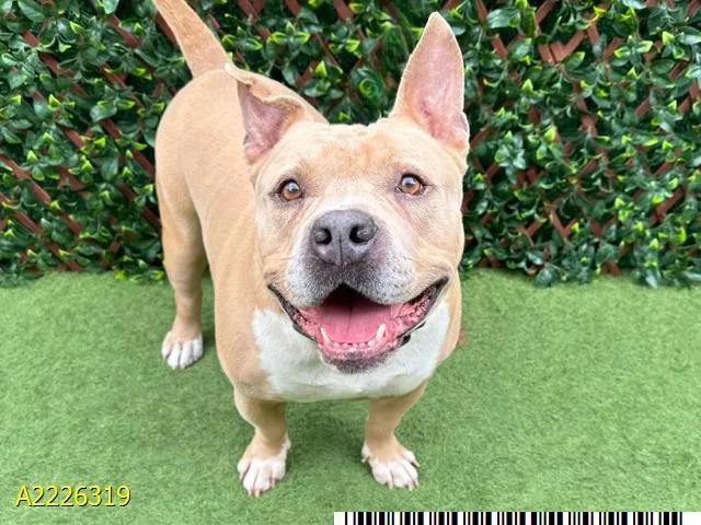 An adult extra large-sized male Mixed Breed dog named Tizio for adoption in West Palm Beach, FL