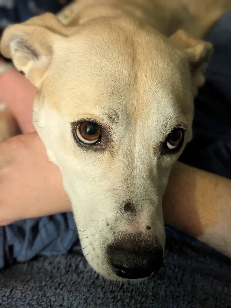 An adult medium-sized female Apricot / Beige Labrador Retriever dog named Izzy for adoption in Vineyard Haven, MA