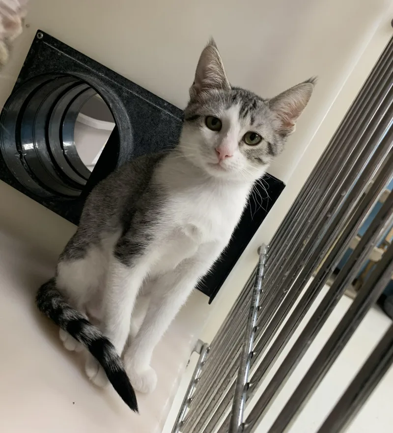 A baby medium-sized female Tabby (Gray / Blue / Silver) Domestic Short Hair cat named Cyndi for adoption in Hollister, CA