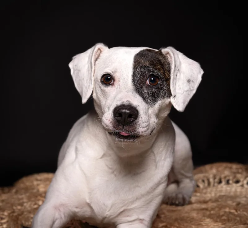 An adult medium-sized female Black Beagle dog named Parka for adoption in Charleston, SC