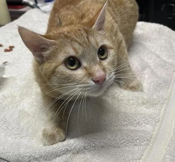 A young small-sized female Domestic Short Hair cat named Scarlet for adoption in Escondido, CA
