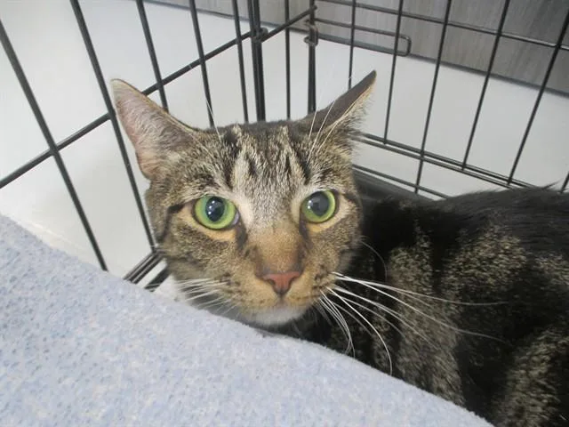 A young small-sized male Domestic Short Hair cat named Jian for adoption in Ocala, FL