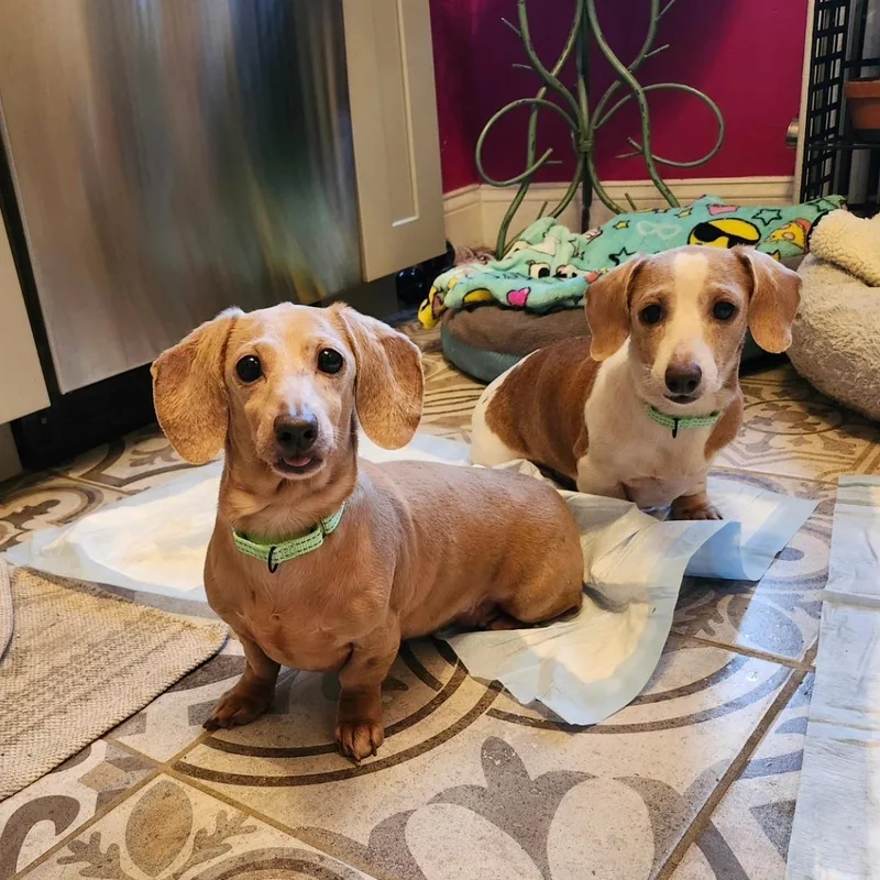 An adult small-sized female Dachshund dog named Alba & Allegra for adoption in New York, NY