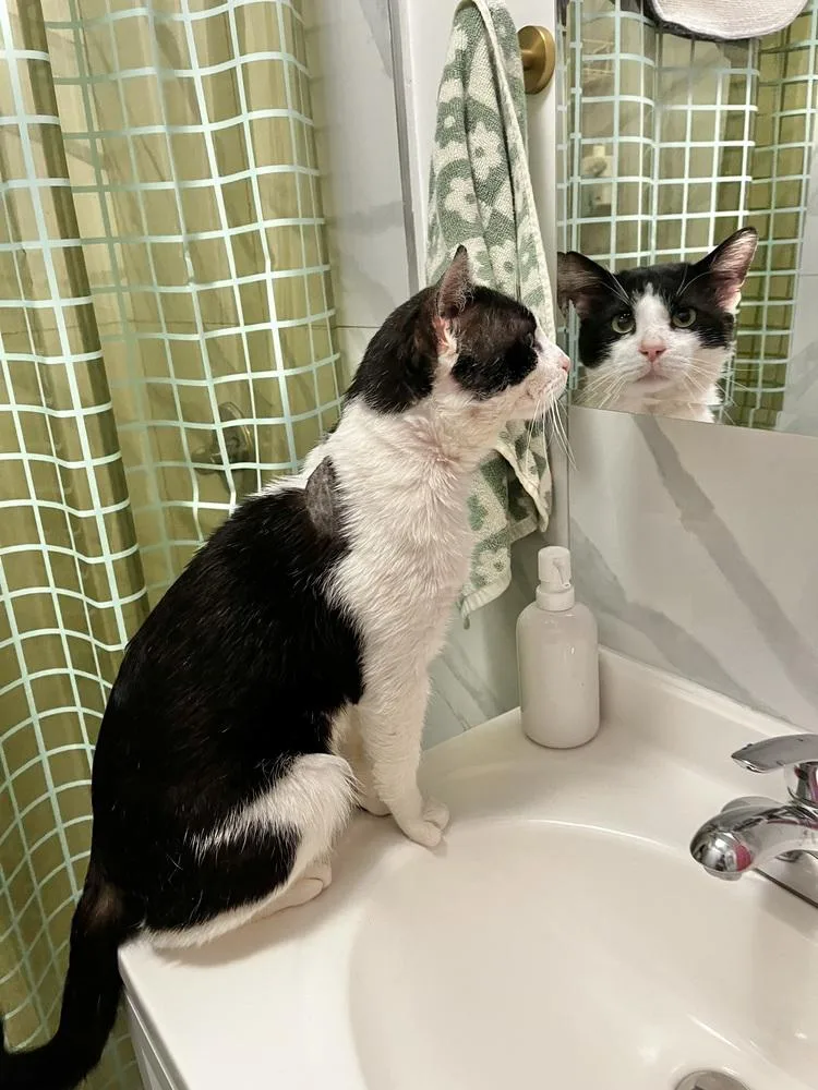 A young medium-sized male Domestic Short Hair cat named Otto for adoption in New York, NY