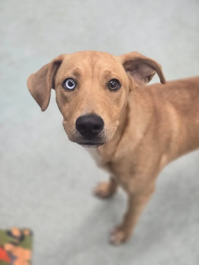 A baby medium-sized male Labrador Retriever dog named Seymore for adoption in Danielsville, GA