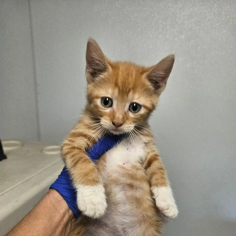 A baby small-sized male Orange / Red Domestic Short Hair cat named Cheddar for adoption in Hattiesburg, MS