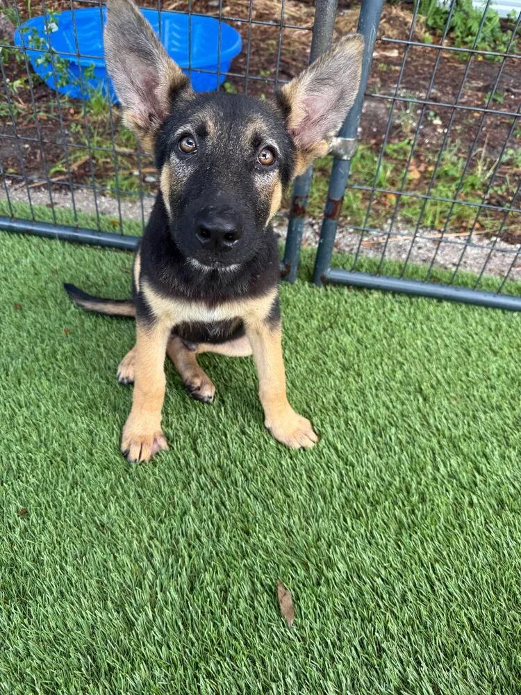 Yoda