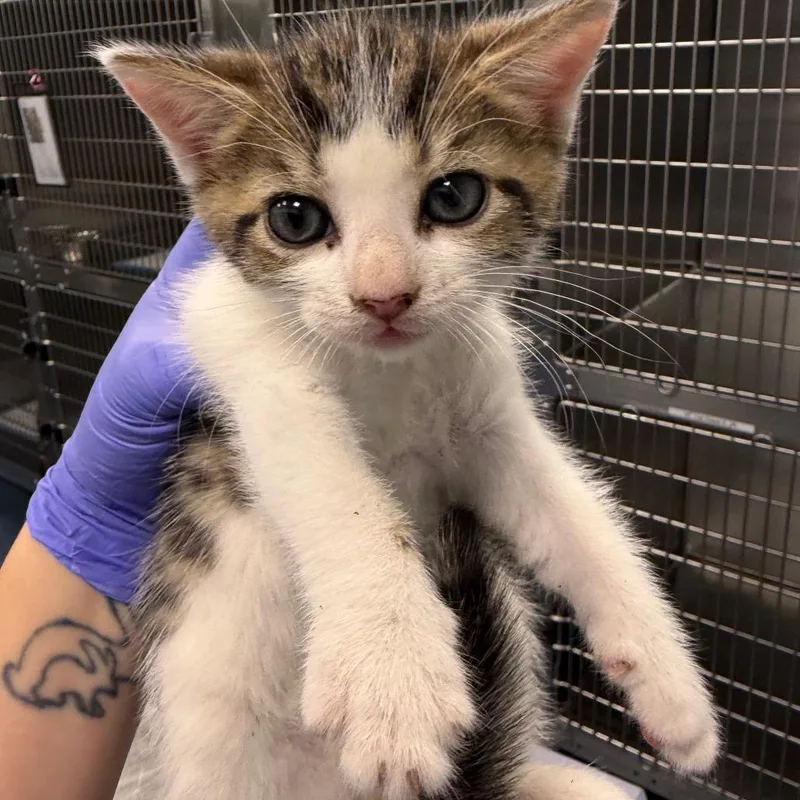 A baby small-sized male Brown / Chocolate Domestic Short Hair cat named Spaghetti O's for adoption in Greensboro, NC