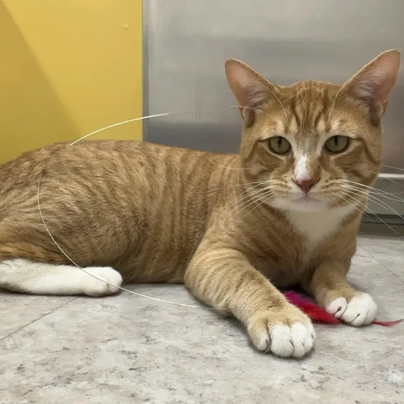 A young large-sized male Orange & White Domestic Short Hair cat named Teddy for adoption in Brooklyn, NY