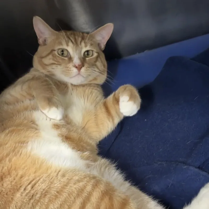 Teddy thumbnail 2