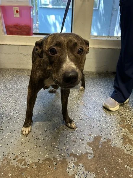 An adult large-sized female Pit Bull Terrier dog named Gayle for adoption in Mobile, AL