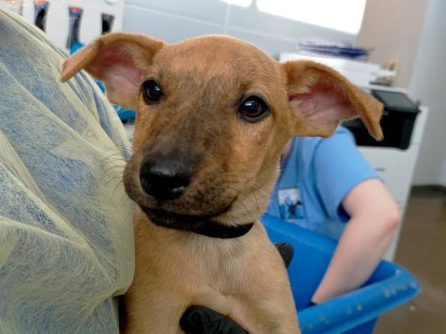 A baby medium-sized male Mixed Breed dog named Bert for adoption in Dallas, TX