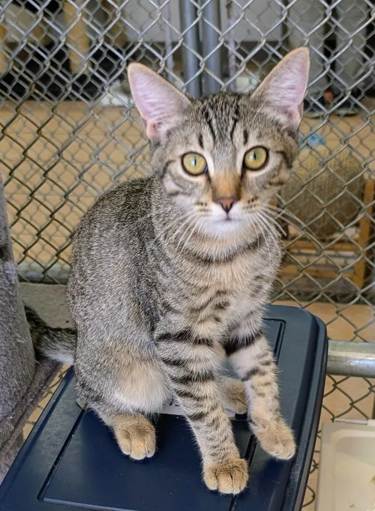 A baby medium-sized male Domestic Short Hair cat named Smiley for adoption in Peoria, AZ