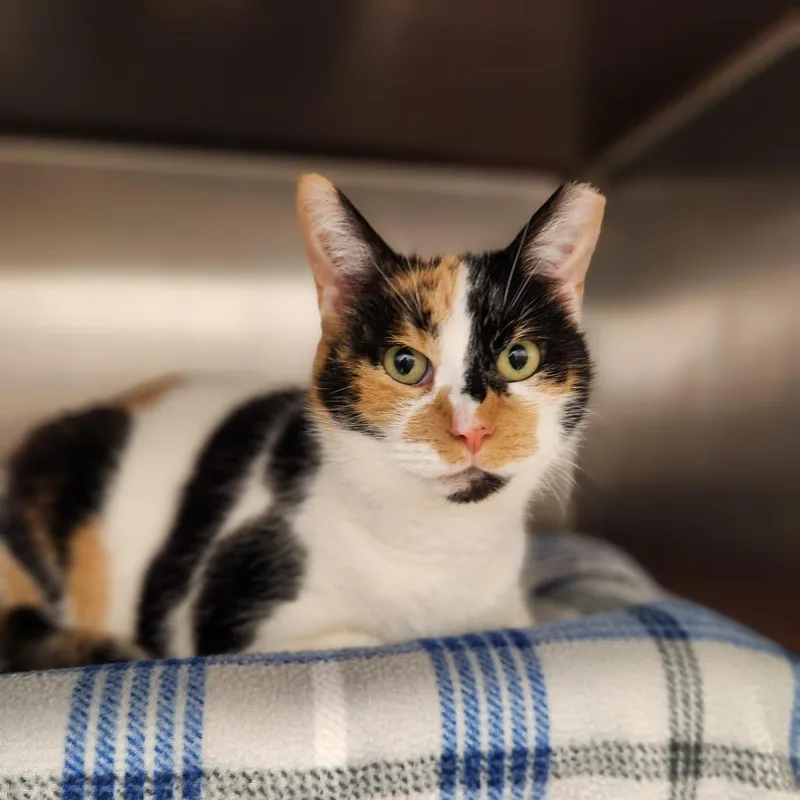 A senior large-sized female Calico Domestic Short Hair cat named Lotto for adoption in Fort Wayne, IN