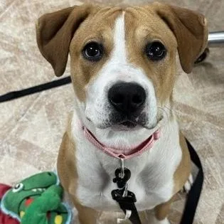 A young medium-sized female Pit Bull Terrier dog named Pancake for adoption in Worcester, MA