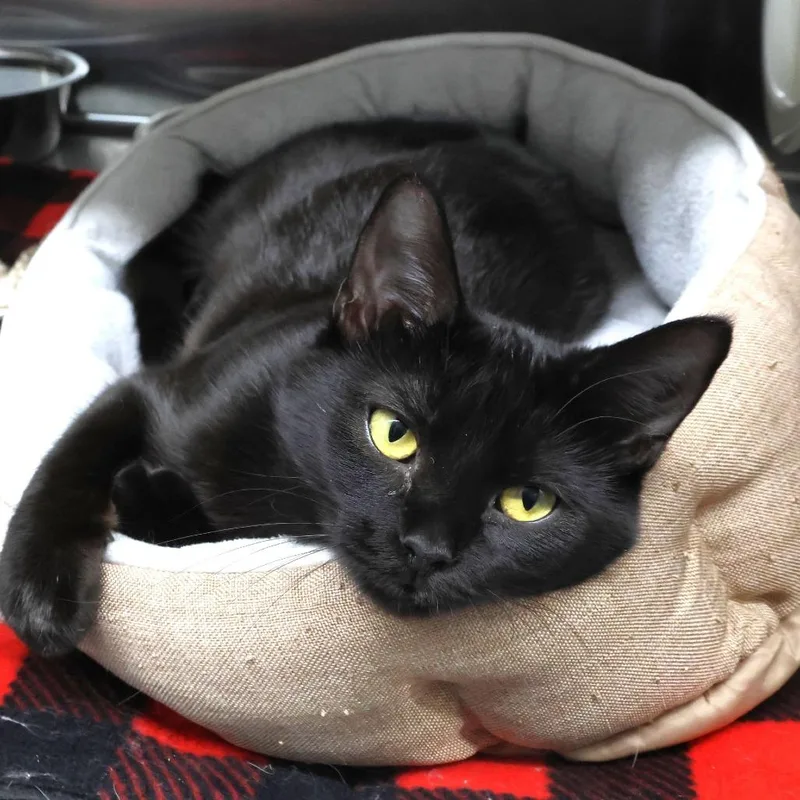 A young medium-sized female Black Domestic Short Hair cat named Lexi for adoption in Chaska, MN