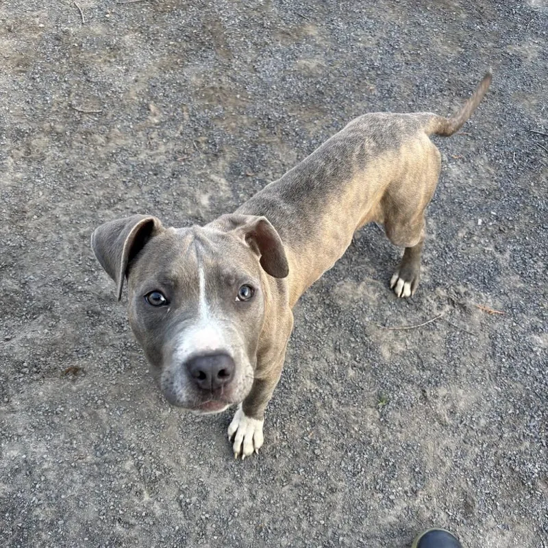A baby medium-sized male Brindle Terrier dog named Meric for adoption in Quakertown, PA