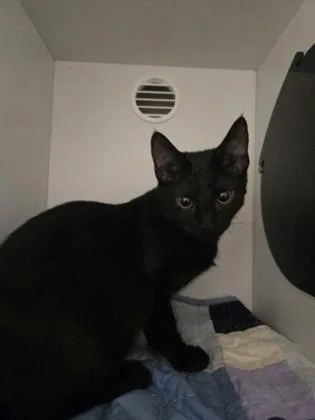 A baby medium-sized female Domestic Short Hair cat named Toni Anne for adoption in Savannah, GA
