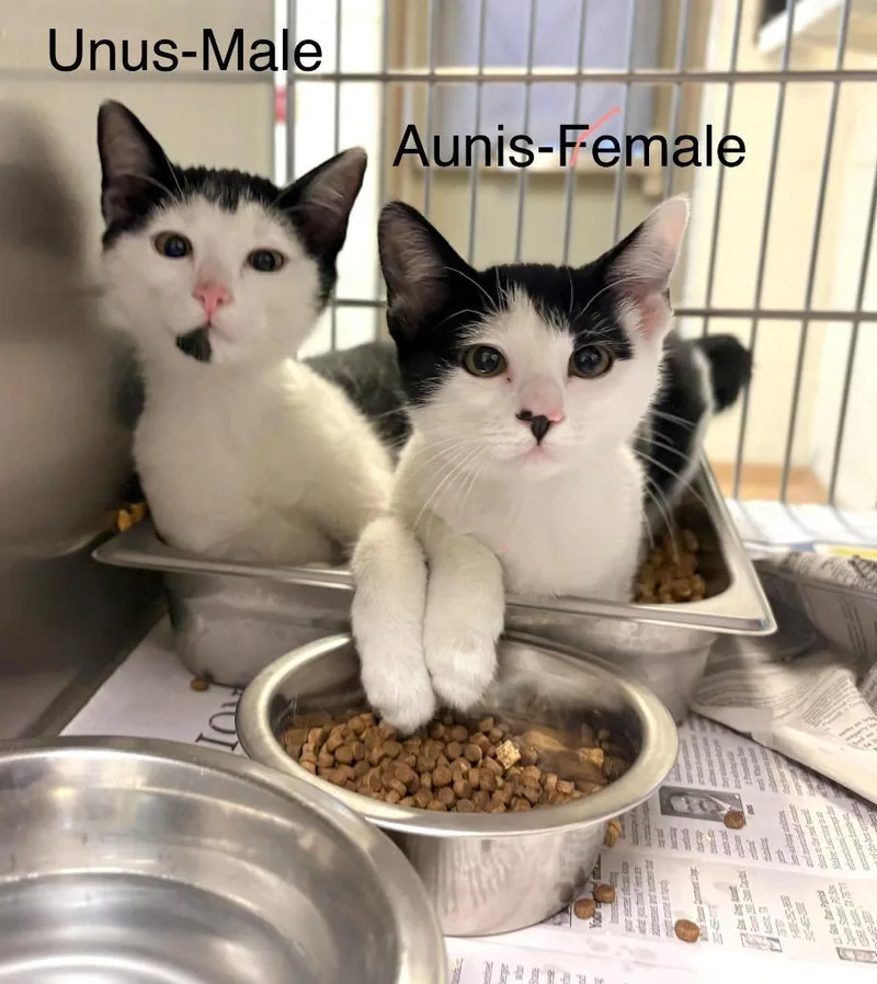 A baby medium-sized male Domestic Short Hair cat named Unus for adoption in Nacogdoches, TX